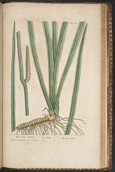 Levy 466, "A Curious Herbal" tekijältä Elizabeth Blackwell