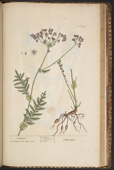 Levy 467, "A Curious Herbal" tekijältä Elizabeth Blackwell