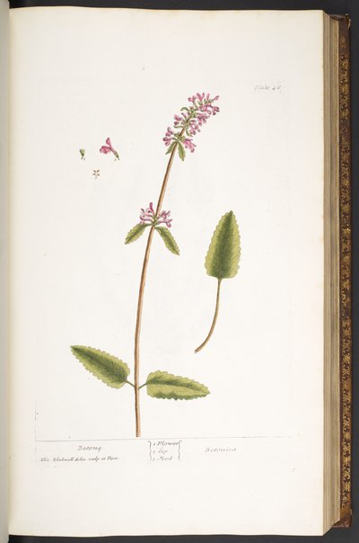 Levy 46, Betony, "A Curious Herbal" tekijältä Elizabeth Blackwell