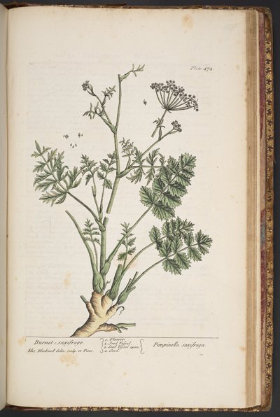 Levy 472, "A Curious Herbal" tekijältä Elizabeth Blackwell