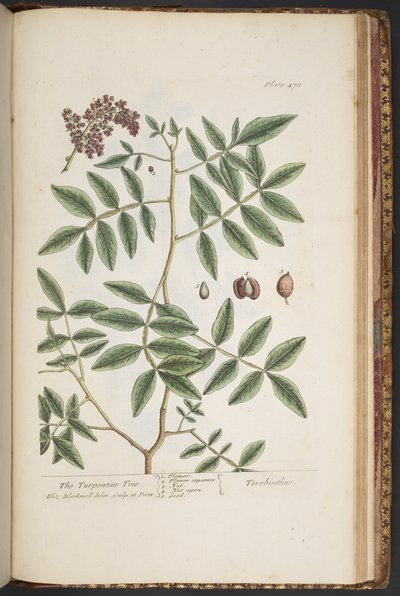 Levy 478, "A Curious Herbal" tekijältä Elizabeth Blackwell