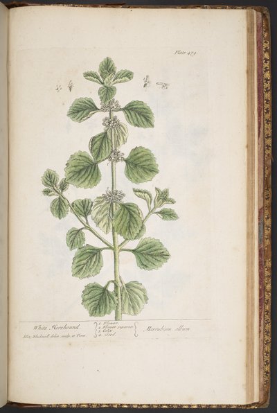 Levy 479, "A Curious Herbal" tekijältä Elizabeth Blackwell