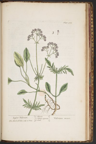 Levy 484, "A Curious Herbal" tekijältä Elizabeth Blackwell