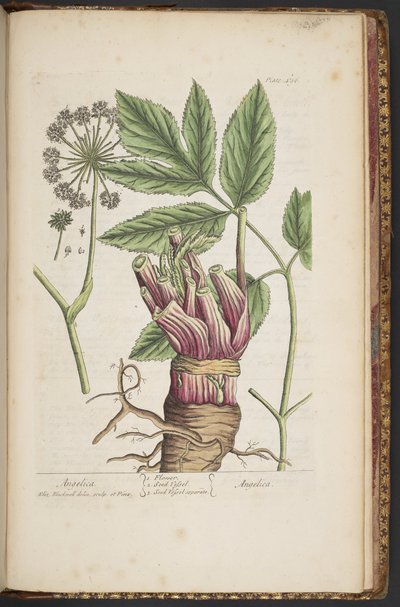 Levy 495, "A Curious Herbal" tekijältä Elizabeth Blackwell