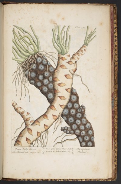 Levy 498, "A Curious Herbal" tekijältä Elizabeth Blackwell