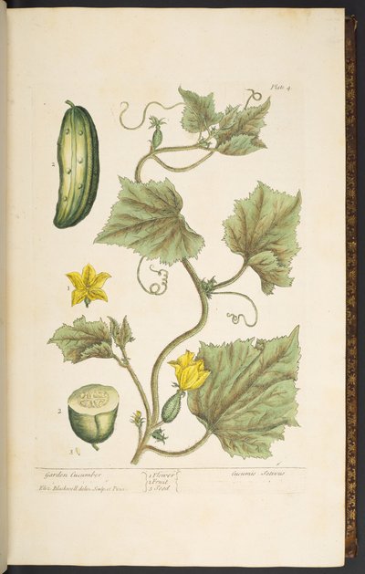 Lauta 4, puutarhakurkku, "A Curious Herbal" tekijältä Elizabeth Blackwell