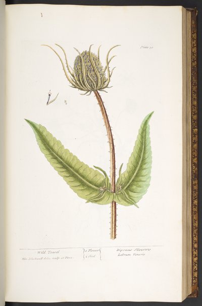 Levy 50, Wild Teasel, "A Curious Herbal" tekijältä Elizabeth Blackwell