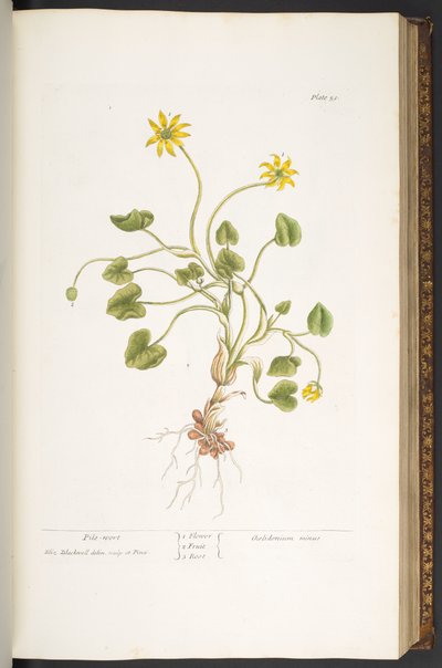 Lauta 51, Pile-Wort, "A Curious Herbal" tekijältä Elizabeth Blackwell