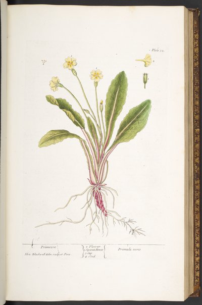 Levy 52, Primrose, "A Curious Herbal" tekijältä Elizabeth Blackwell