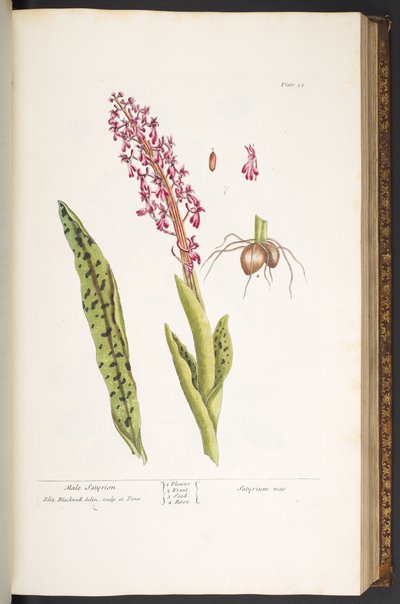 Levy 53, mies Satyrion, "A Curious Herbal" tekijältä Elizabeth Blackwell