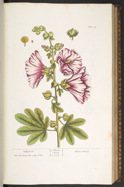 Levy 54, Hollyhocks, "A Curious Herbal" tekijältä Elizabeth Blackwell