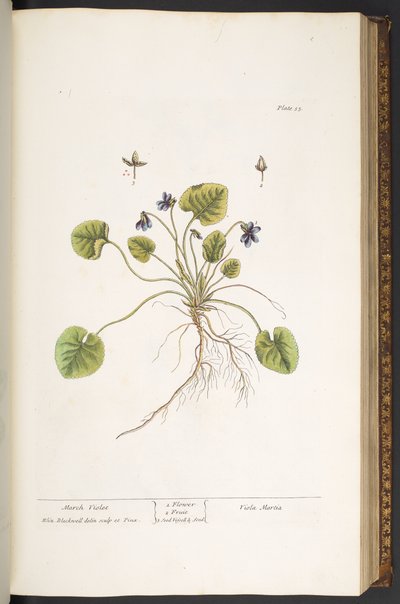 Levy 55, March Violet, "A Curious Herbal" tekijältä Elizabeth Blackwell