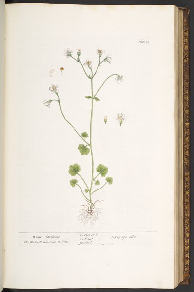 Levy 56, White Saxifrage, "A Curious Herbal" tekijältä Elizabeth Blackwell