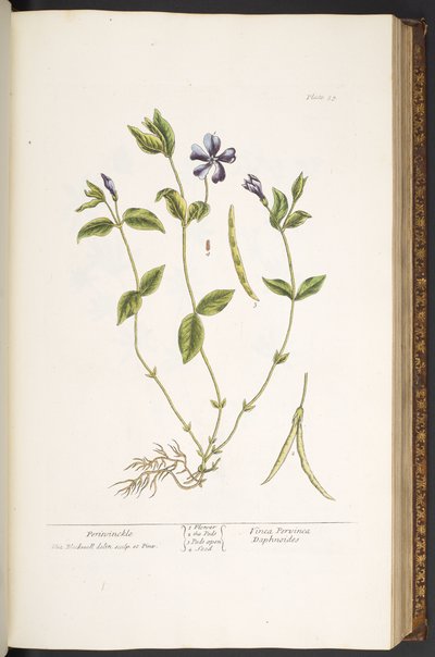 Levy 59, Periwinkle, "A Curious Herbal" tekijältä Elizabeth Blackwell