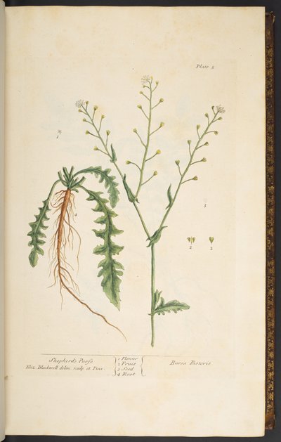 Levy 5, Paimenen kukkaro, "Utelias yrtti" tekijältä Elizabeth Blackwell