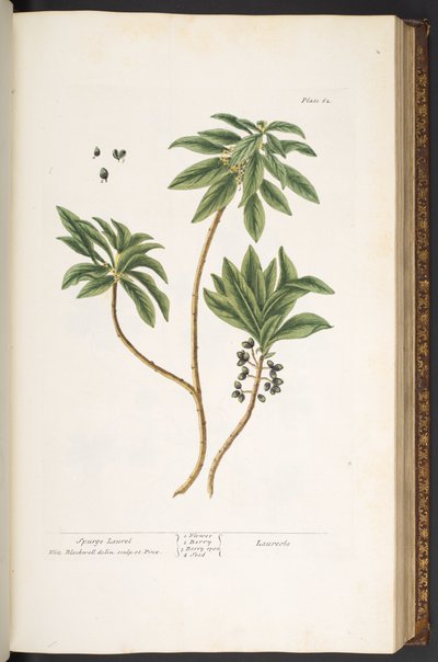 Levy 62, "A Curious Herbal" tekijältä Elizabeth Blackwell