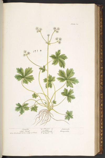 Levy 63, Sanicle Self-Heal, "A Curious Herbal" tekijältä Elizabeth Blackwell
