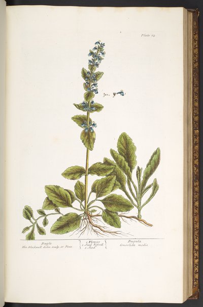 Levy 64, Bugle, "A Curious Herbal" tekijältä Elizabeth Blackwell