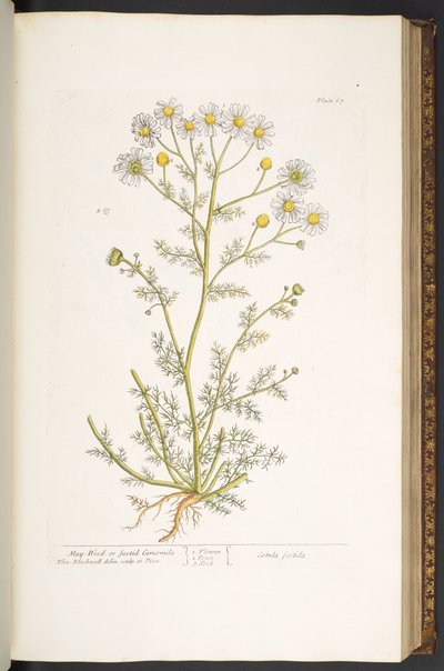 Levy 67, "A Curious Herbal" tekijältä Elizabeth Blackwell