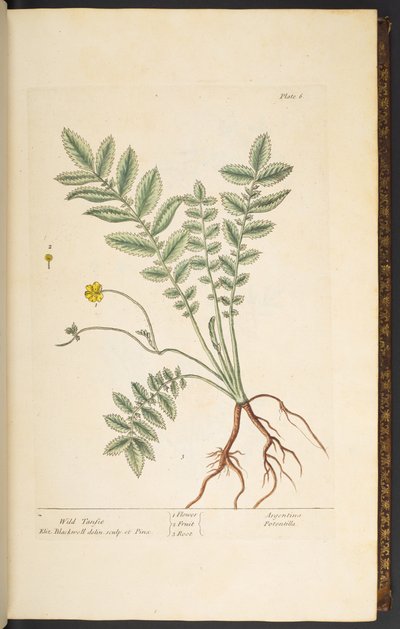 Levy 6, Wild Tansie, "A Curious Herbal" tekijältä Elizabeth Blackwell