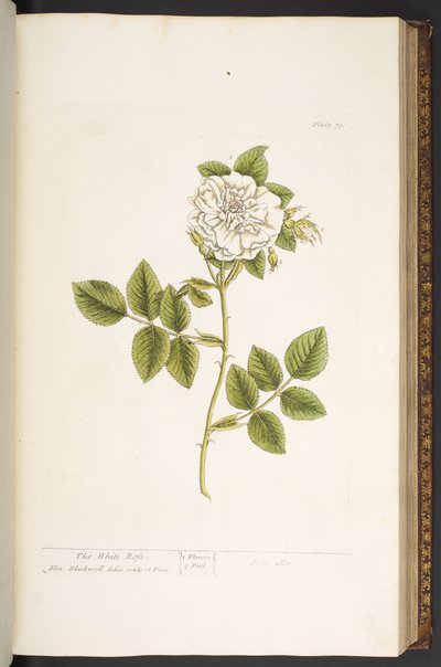Levy 73, "A Curious Herbal" tekijältä Elizabeth Blackwell