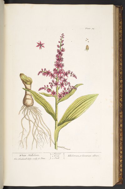 Levy 74, "A Curious Herbal" tekijältä Elizabeth Blackwell