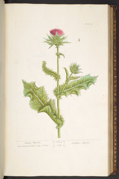 Levy 79, Ladies Thistle, "A Curious Herbal" tekijältä Elizabeth Blackwell