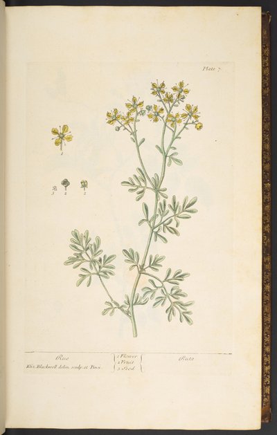 Levy 7, Rue, "A Curious Herbal" tekijältä Elizabeth Blackwell