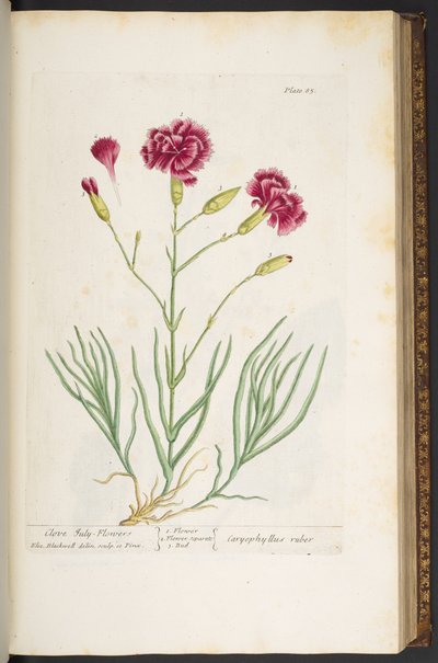 Levy 85, "Utelias yrtti" tekijältä Elizabeth Blackwell