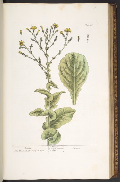 Levy 88, "A Curious Herbal" tekijältä Elizabeth Blackwell
