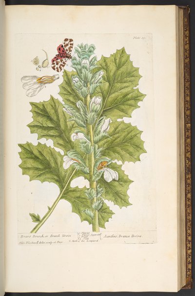 Levy 89, "A Curious Herbal" tekijältä Elizabeth Blackwell