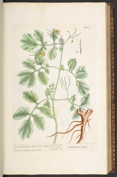 Lauta 91, suuri vereurukka tai keltainen unikko, "Utelias yrtti" tekijältä Elizabeth Blackwell