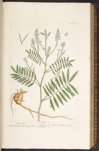 Levy 92, "A Curious Herbal" tekijältä Elizabeth Blackwell