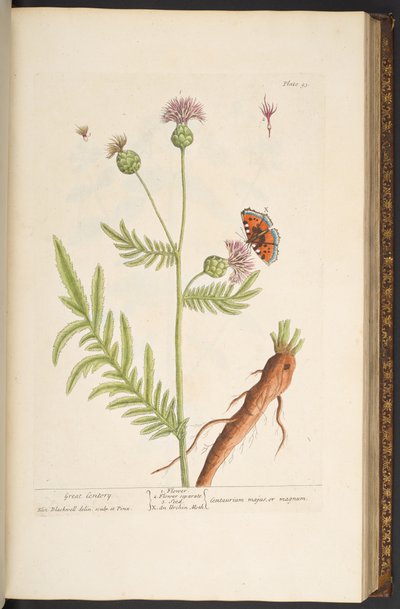 Levy 93, "A Curious Herbal" tekijältä Elizabeth Blackwell