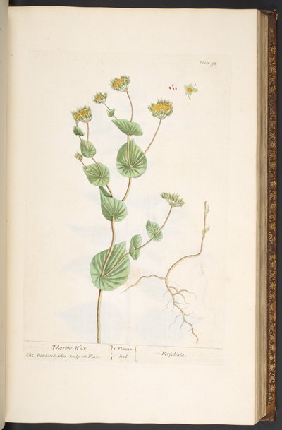 Levy 95, "A Curious Herbal" tekijältä Elizabeth Blackwell
