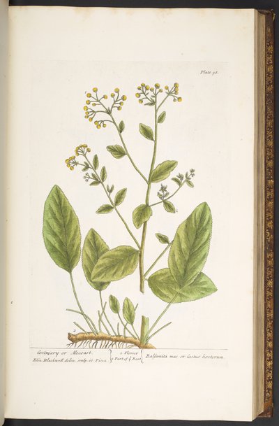 Levy 98, "A Curious Herbal" tekijältä Elizabeth Blackwell