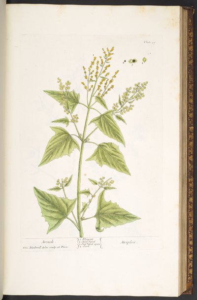 Levy 99, "A Curious Herbal" tekijältä Elizabeth Blackwell