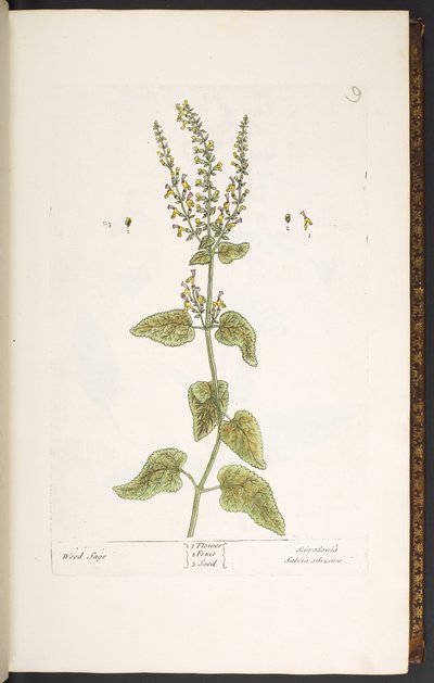 Lauta 9, Wood Sage, 