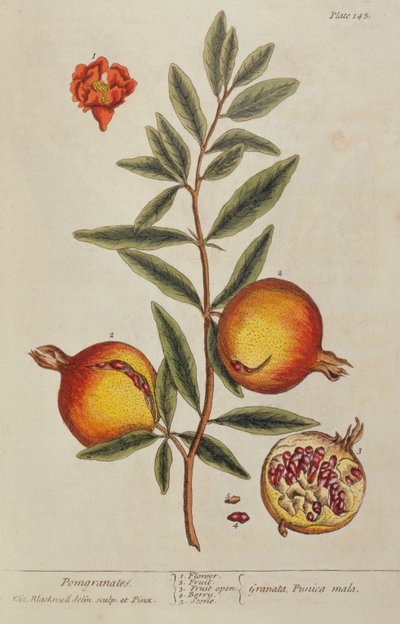 Punica granatum, kirjasta A Curious Herbal, 1782 tekijältä Elizabeth Blackwell