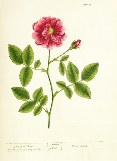 Ruusu: Gallica, elokuvasta A Curious Herbal, 1737 tekijältä Elizabeth Blackwell