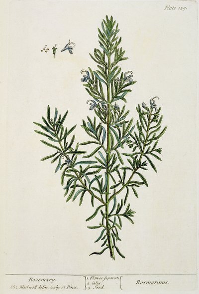 Rosmarinus Officinalis, teoksesta "A Curious Herbal", 1782 (värikaiverrus) tekijältä Elizabeth Blackwell