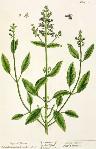 Salviam teoksesta "A Curious Herbal", 1782 (värikaiverrus) tekijältä Elizabeth Blackwell