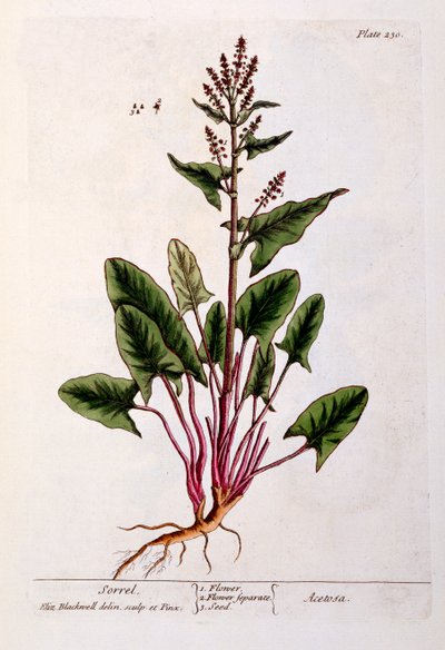 Sorrel, levy 230 kirjasta "A Curious Herbal", julkaistu 1782 (värikaiverrus) tekijältä Elizabeth Blackwell