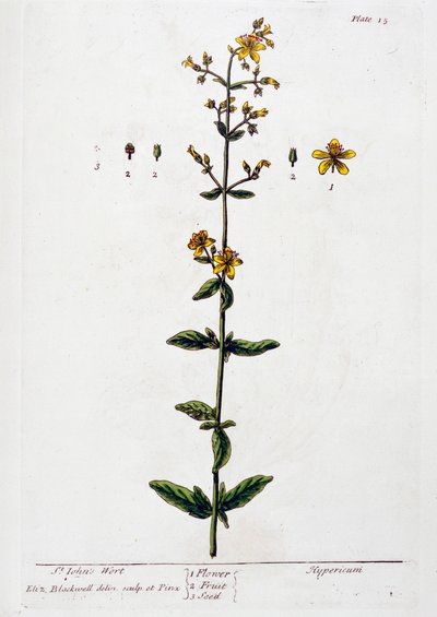 Mäkikuisma, 1782 tekijältä Elizabeth Blackwell