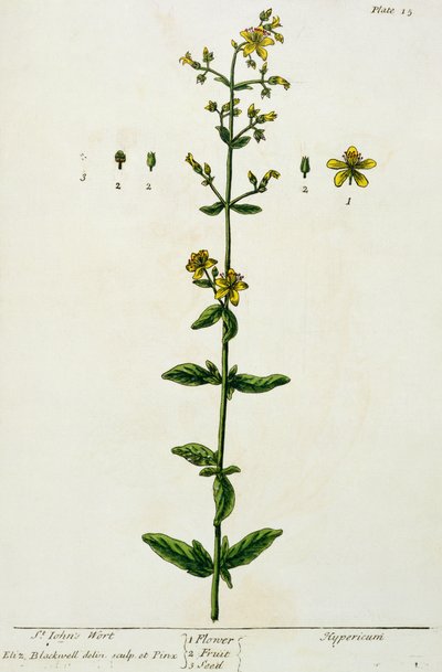 Mäkikuisma, levy 15 julkaisusta "A Curious Herbal", julkaistu 1782 (värikaiverrus) tekijältä Elizabeth Blackwell