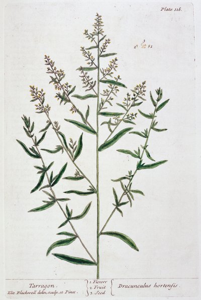 Tarragon, 1782 tekijältä Elizabeth Blackwell