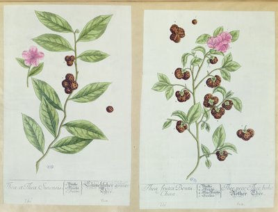 Tea and China Tea, lautanen "Herbarium Blackwellianumista", julkaistu 1757 Nürnbergissä, Saksassa (värikaiverrus) tekijältä Elizabeth Blackwell