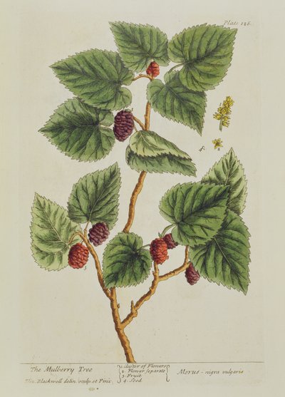 Mulperipuu, levy 126 teoksesta 