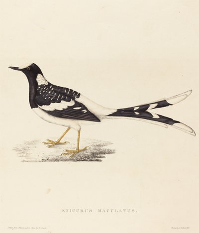 Enicurus Maculatus (täplikäs haarukkapyrstö) tekijältä Elizabeth Gould