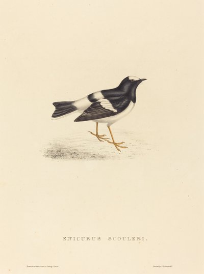 Enicurus Scouleri (Little Forktail) tekijältä Elizabeth Gould